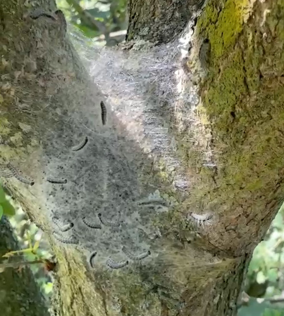 Close-up of oak processionary moth caterpillars and their silk nest on an oak tree