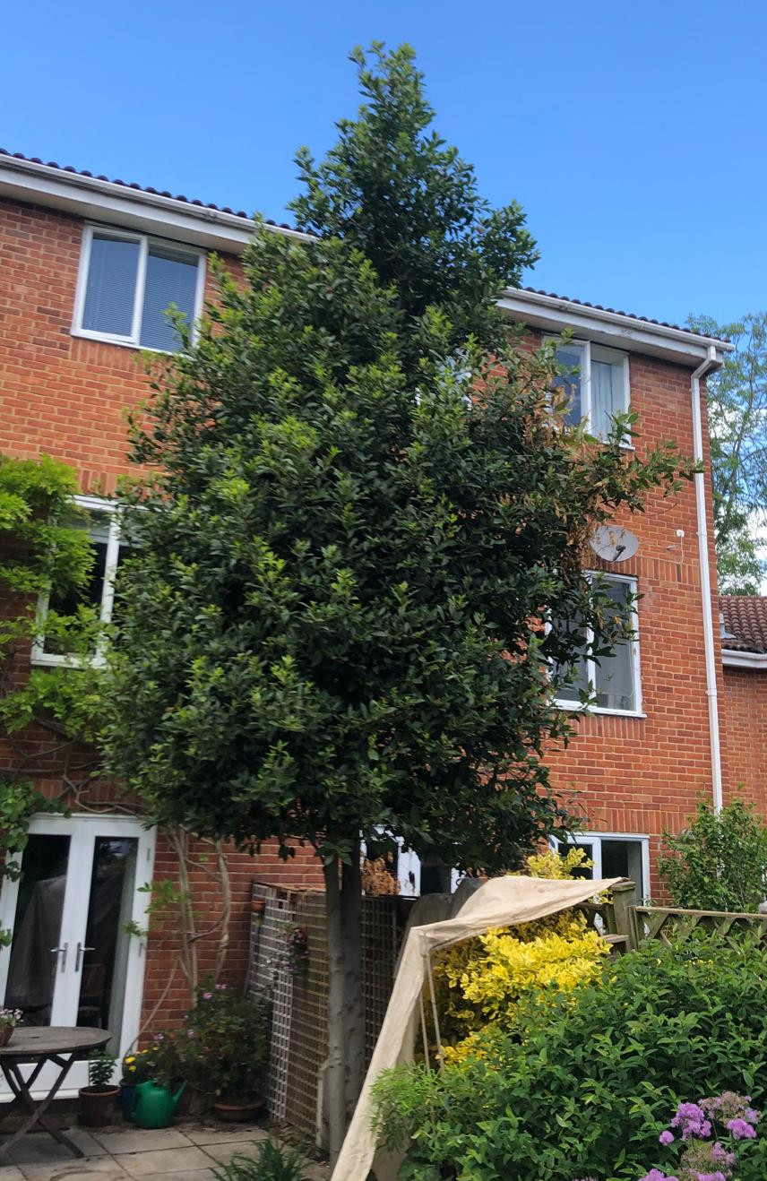Bay tree before reduction