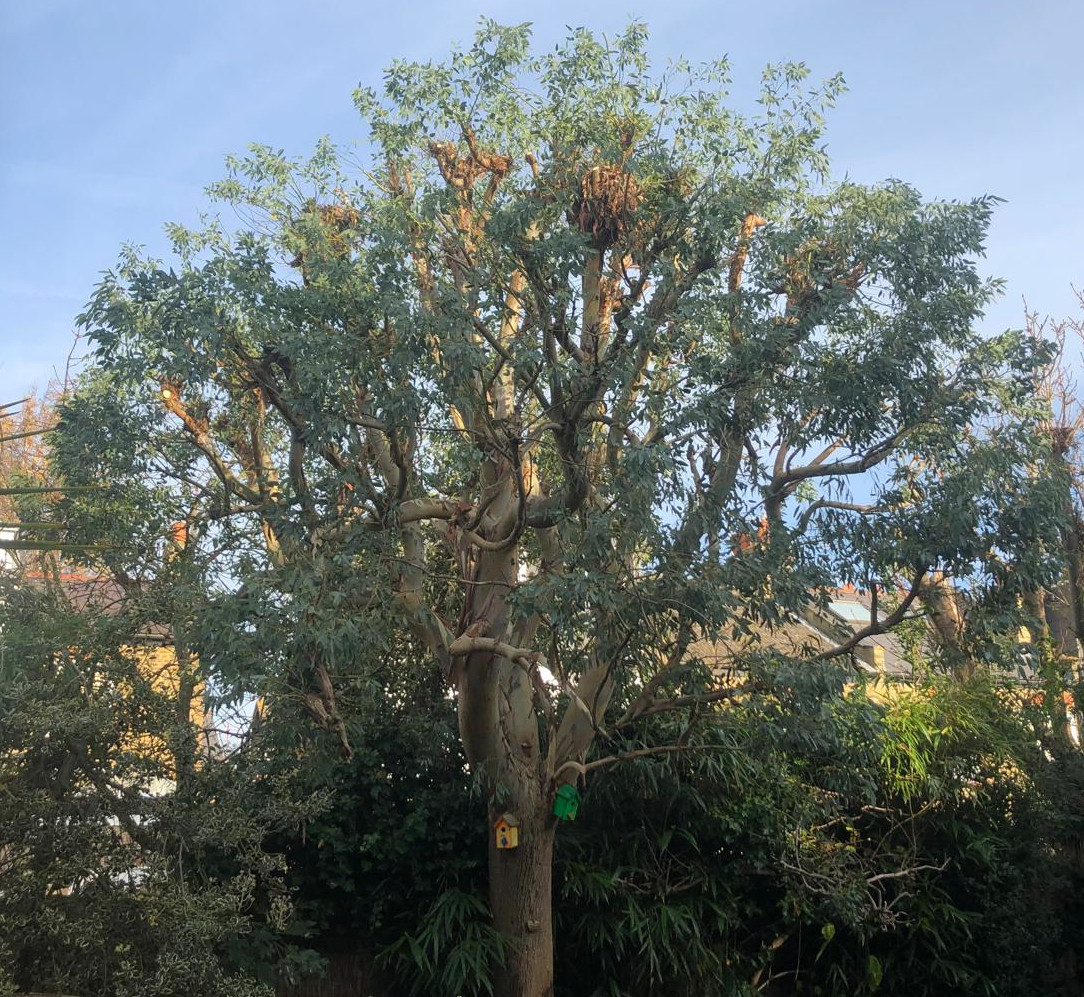 Eucalyptus tree after repollarding
