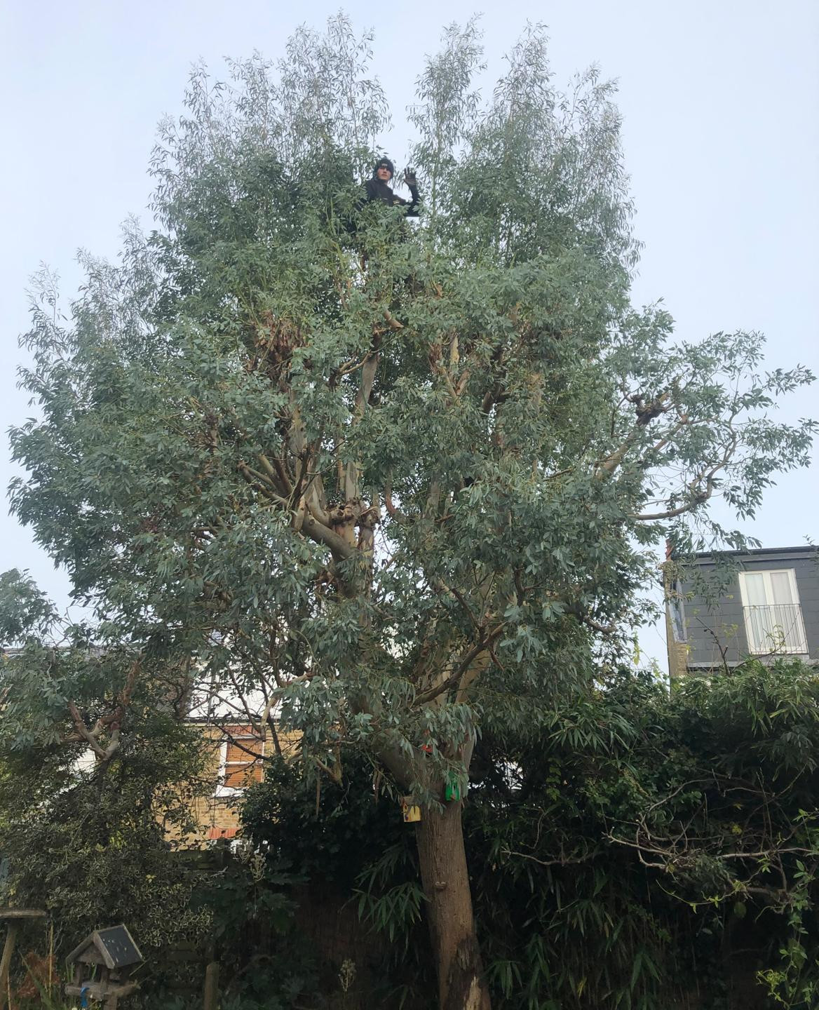 Eucalyptus tree before repollarding
