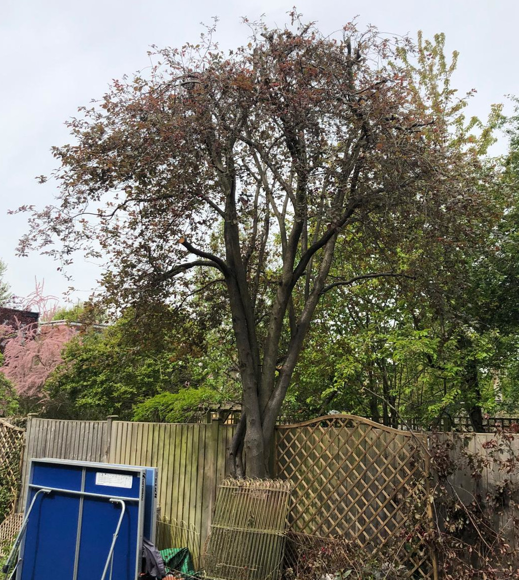 Purple-leaf plum after a 40 percent reduction
