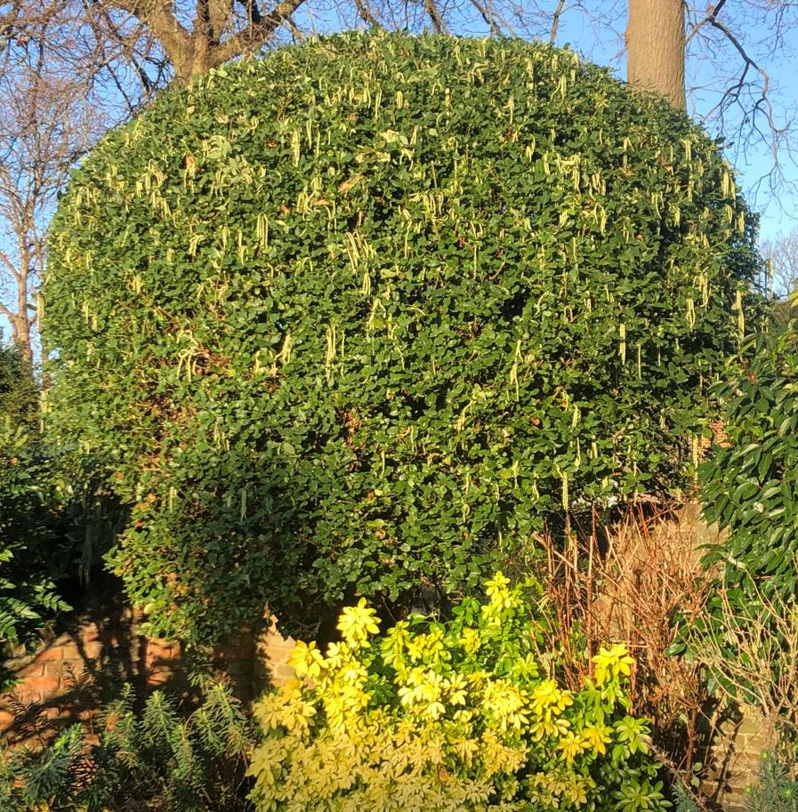 Silk tassel bush (Garrya elliptica) after a 20 percent trim