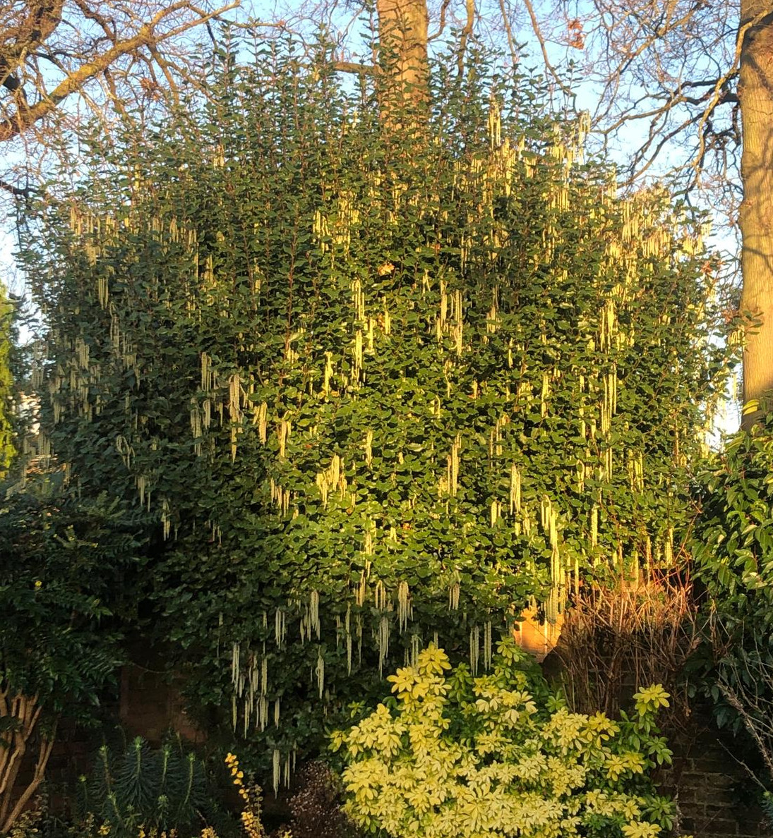 Silk tassel bush (Garrya elliptica) before a 20 percent trim